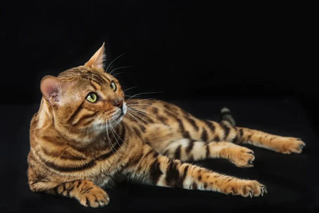 Bengal cat