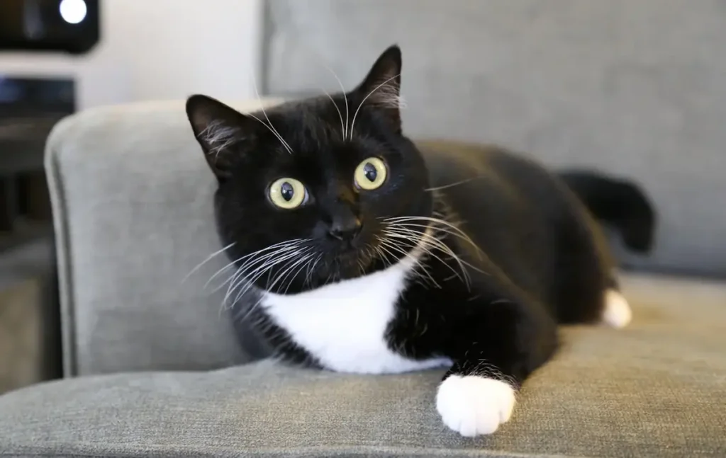 Famous Tuxedo Cats in Pop Culture