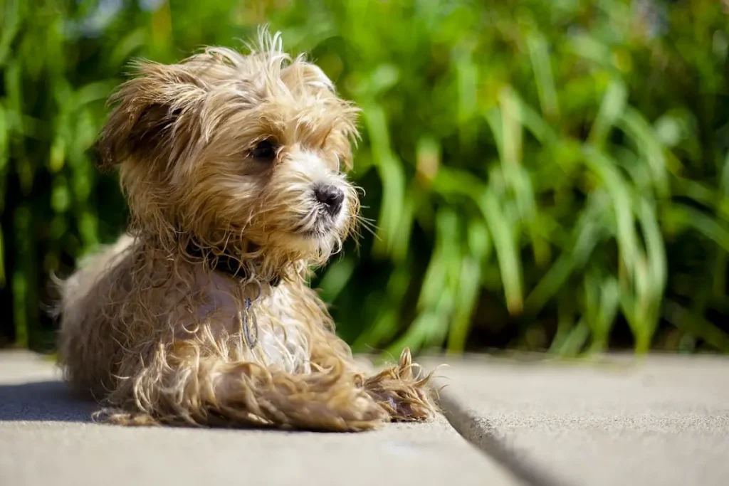 Teddy Bear Dog Personality