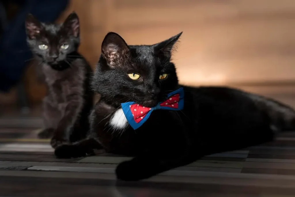 The History and Origins of Tuxedo Cats