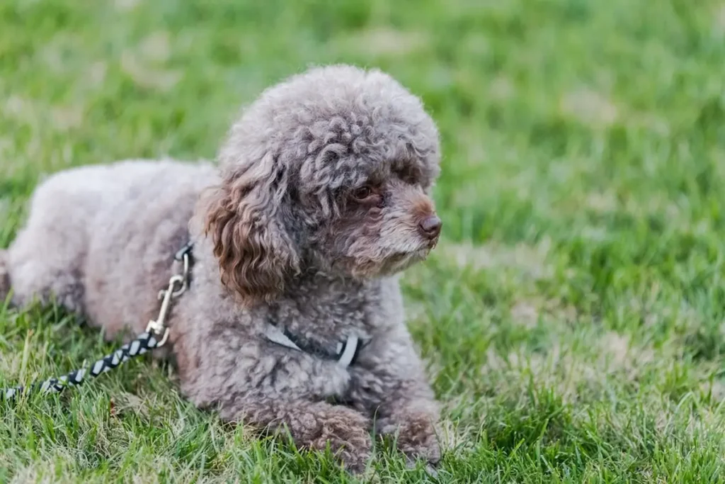 Aussiedoodle