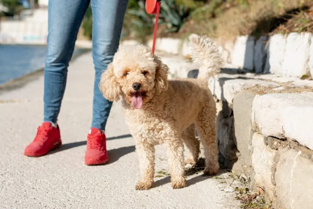 Aussiedoodle Characteristics