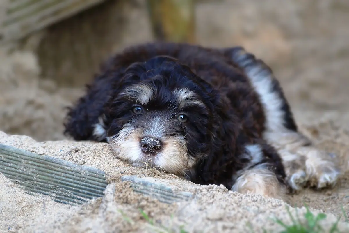 Aussiedoodle dog 1