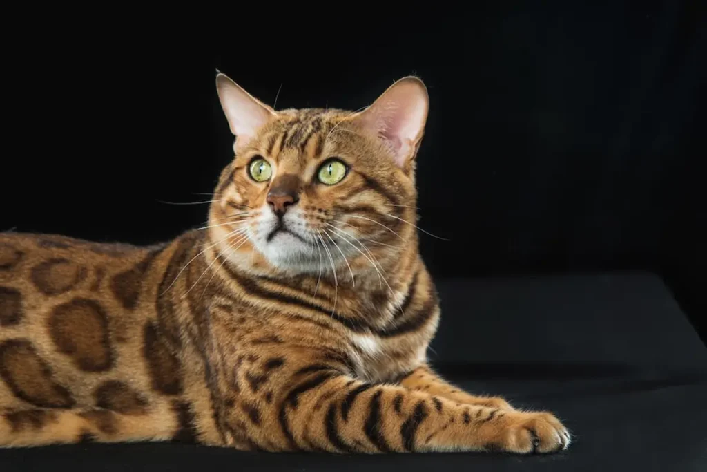 Bengal cat