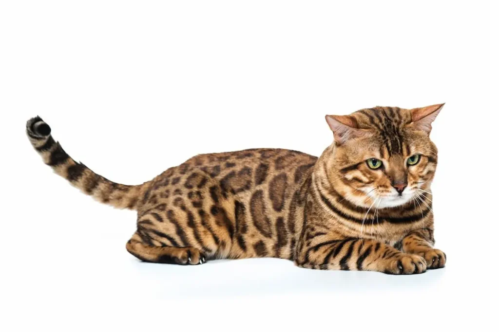 Bengal Cat