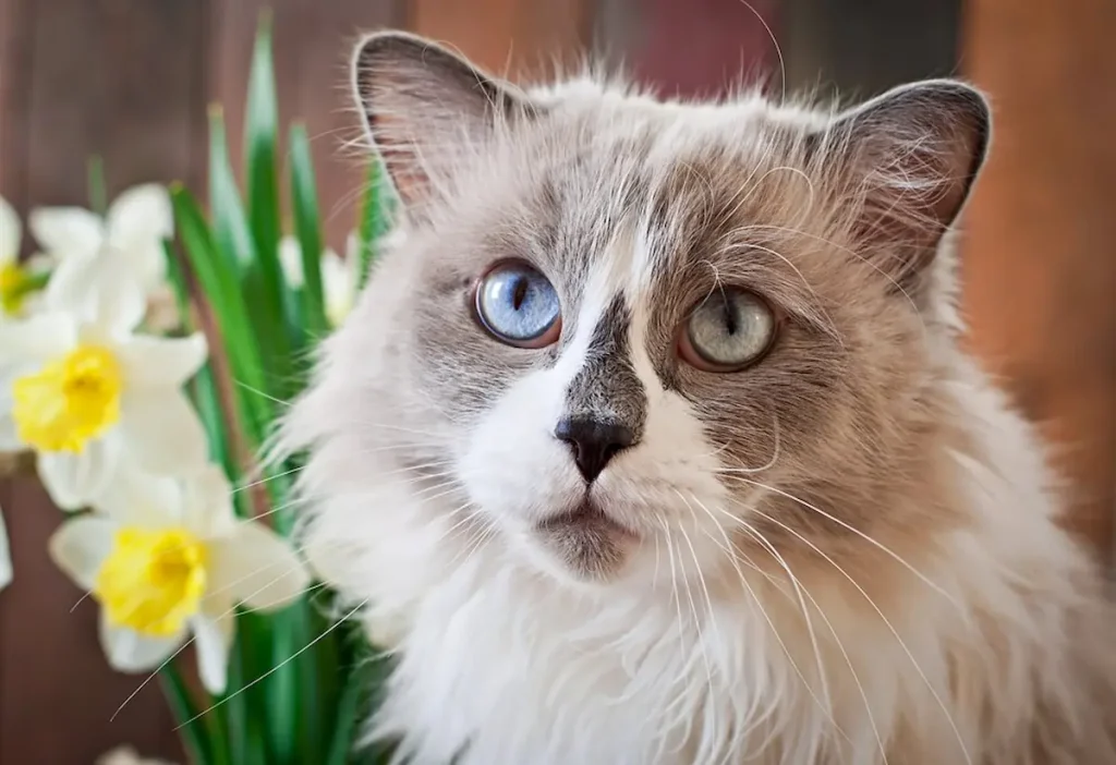 Blue Point Siamese cats