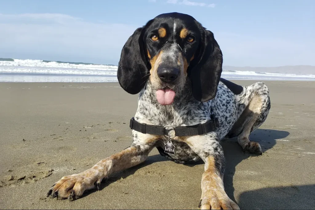 Bluetick Coonhound