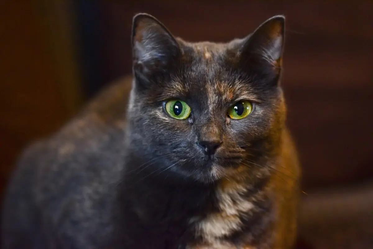 Burmese Cats