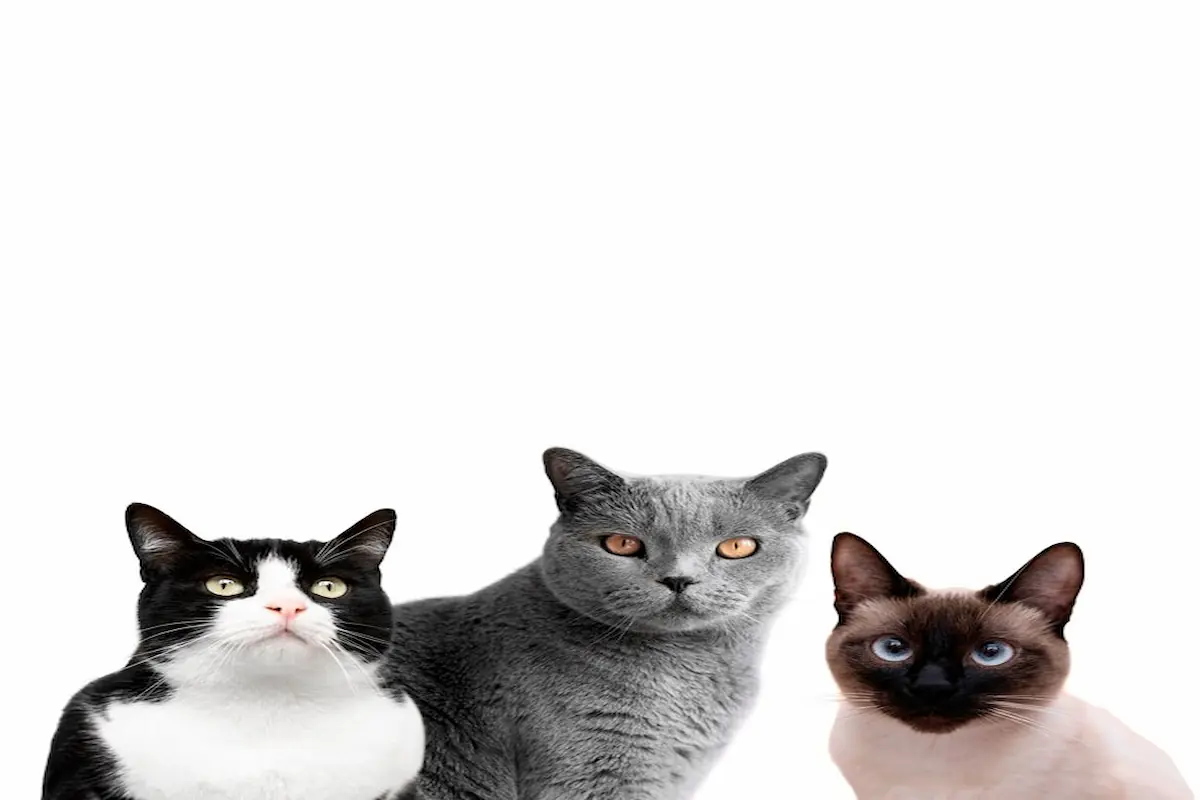 Cat Breeds