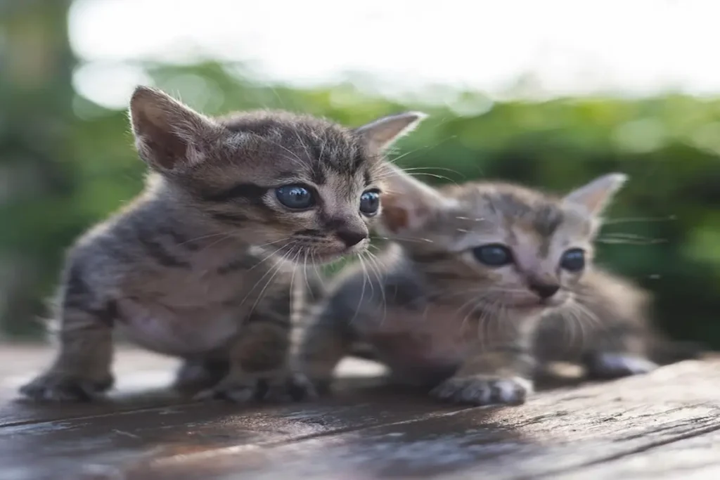 Egyptian Mau Kittens