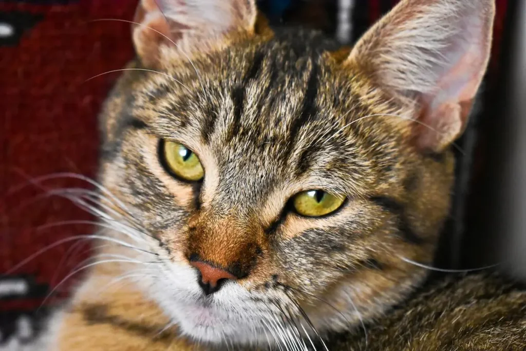 Egyptian Mau cats