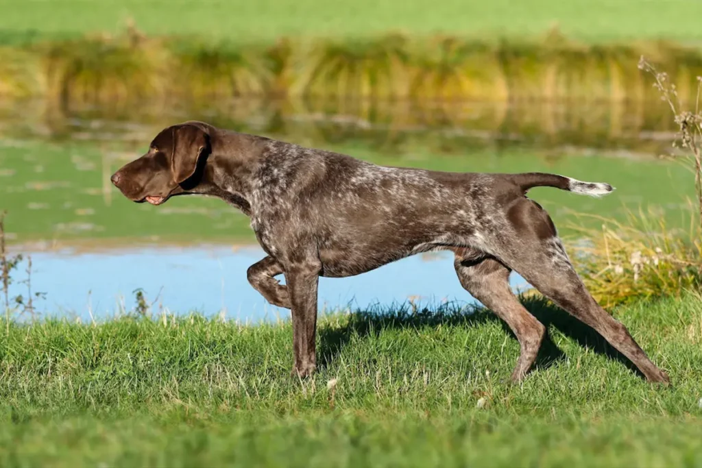 German Shorthaired Pointer