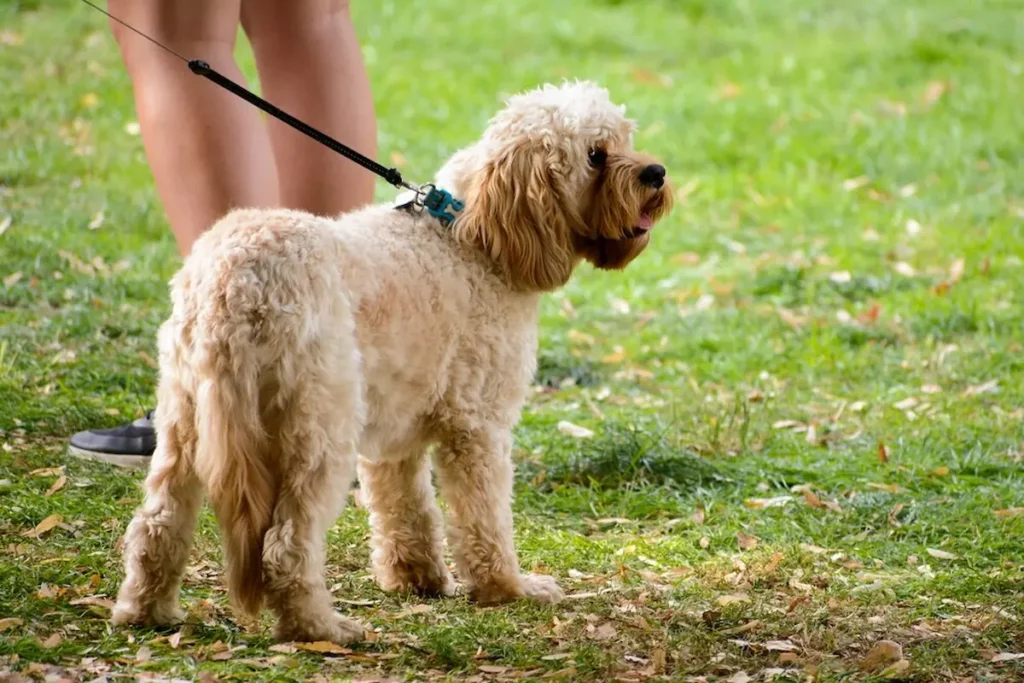 History of the Aussiedoodle