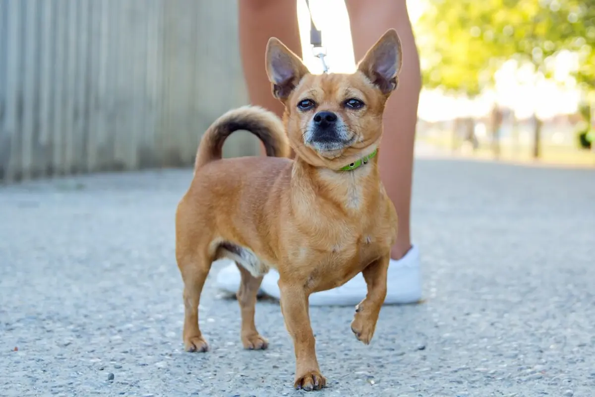 Mexican Dog Breeds