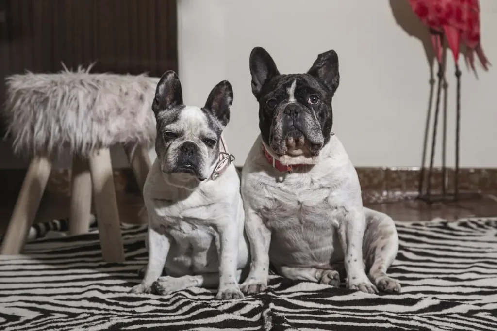 Mixed-Breed Small Dogs from Mexico