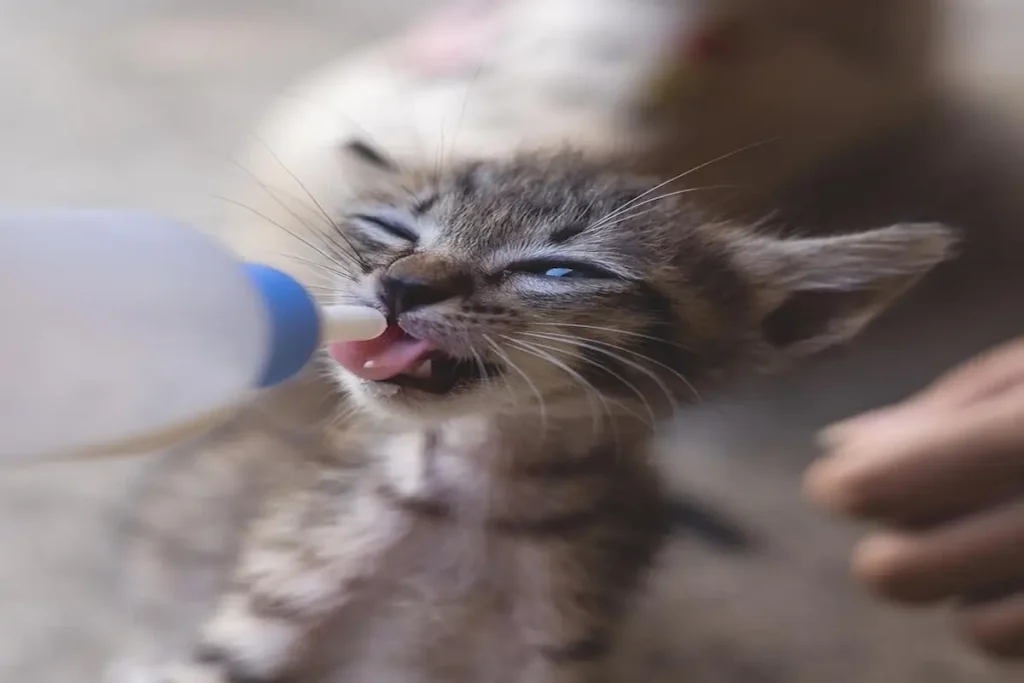 Physical Traits of Egyptian Mau Kittens