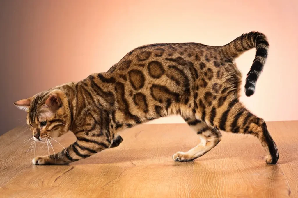 Savannah cat