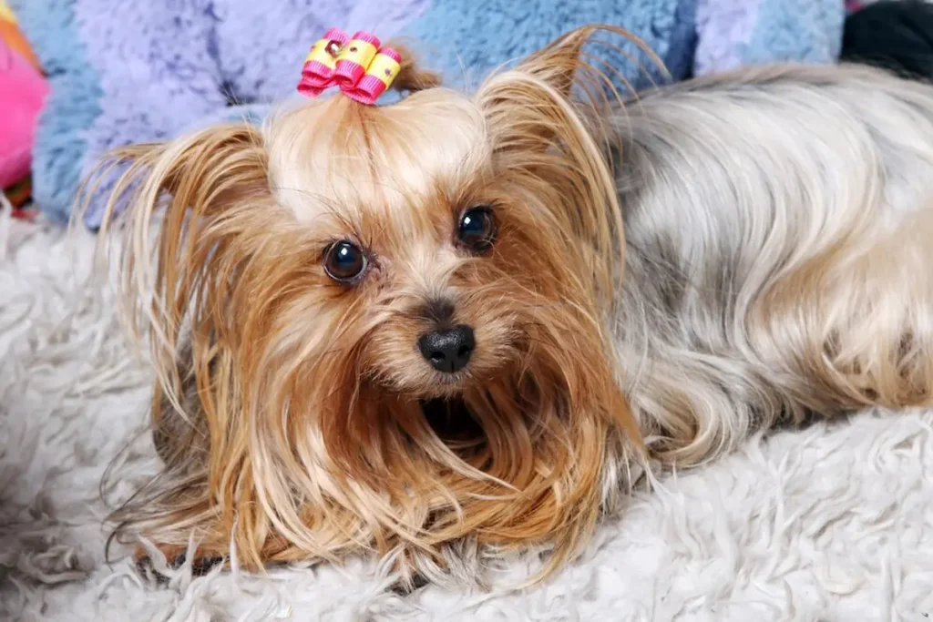 Shorkie Dog