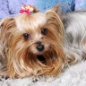 Shorkie Dog