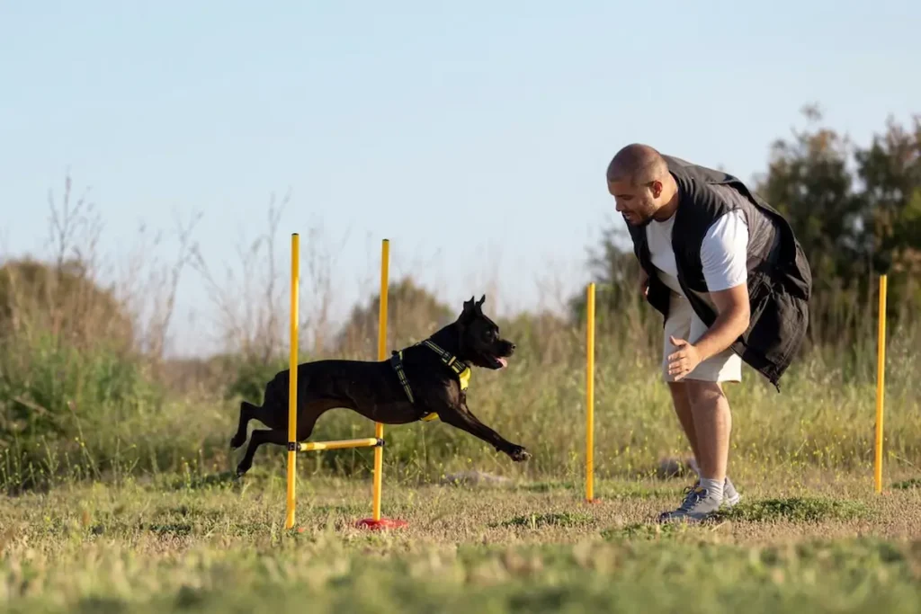 Specialized Training dog