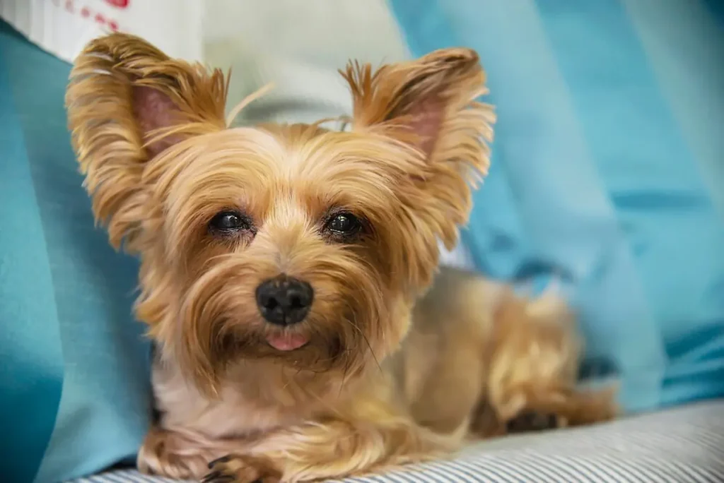 Temperament and Personality of the Shorkie