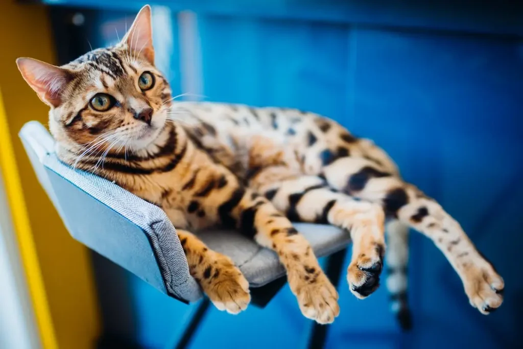 Bengal Cat Personality Traits