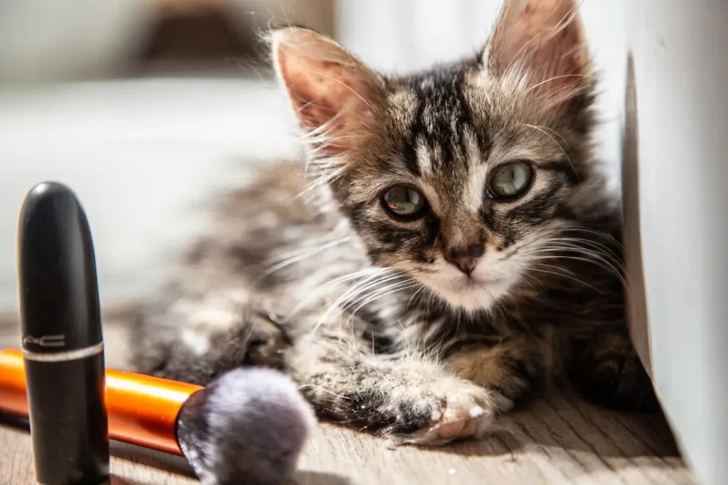 Why Egyptian Mau Kittens Make Excellent Pets