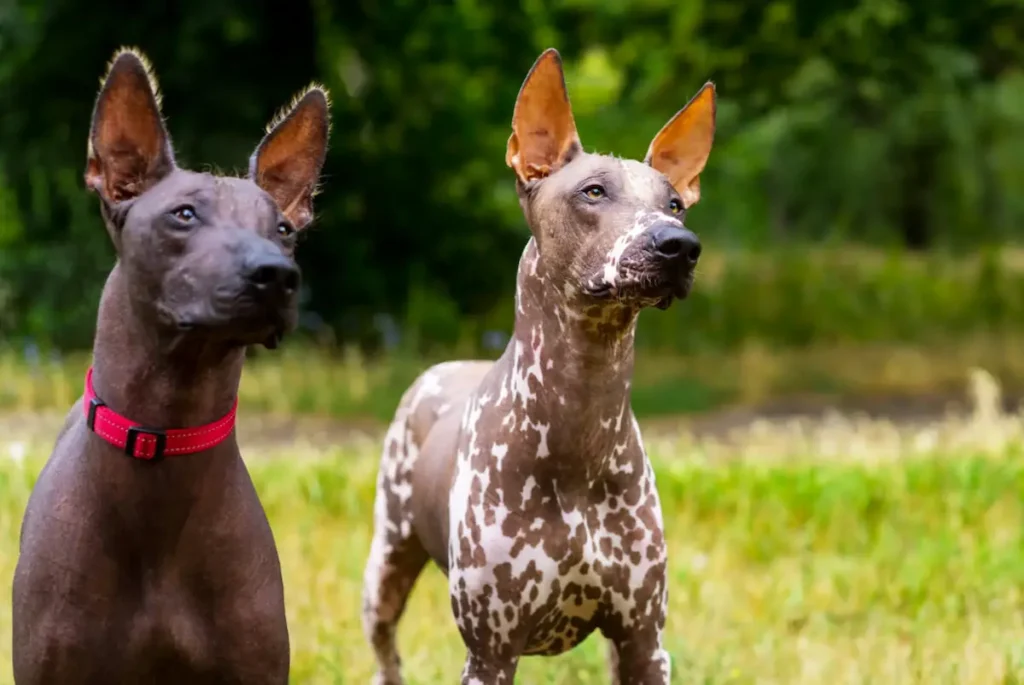 Xoloitzcuintli