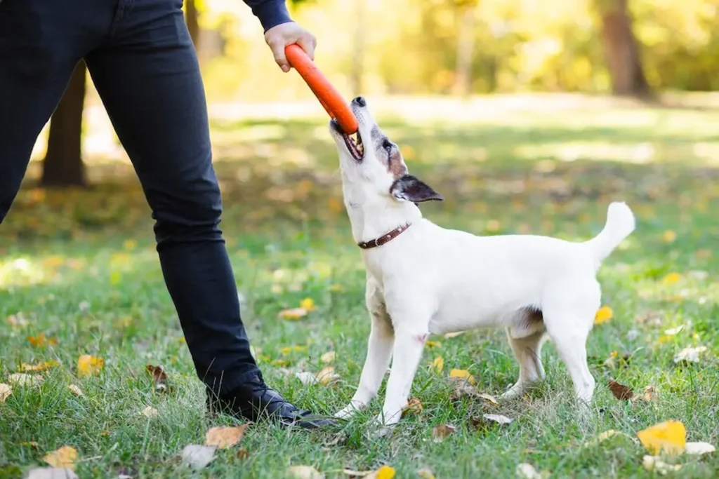 advanced dog training