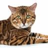 Bengal Cat